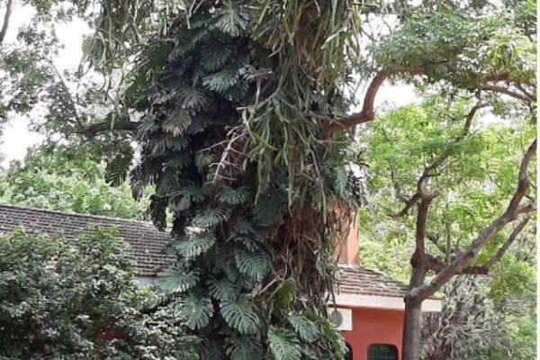 WhatsApp-Image-2019-11-12-at-20.56.56-3